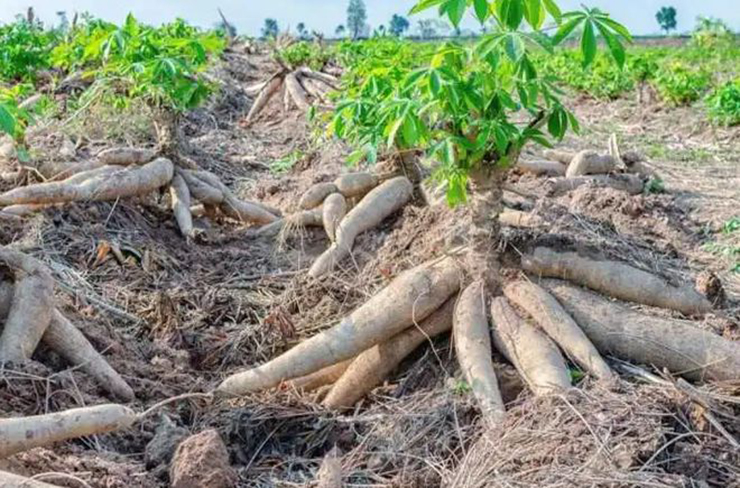 du nhập vào TQ liền biến thành món ngon loại củ cực độc có nguồn gốc từ Brazil