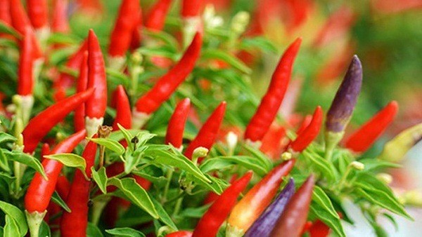 Nghiện ăn và cách ngâm ớt ngon hết nước chấm Công dụng tuyệt vời của quả ớt nhà nào cũng có người