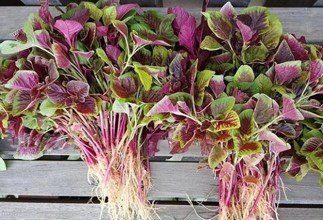 Những loại rau bổ hơn thịt rẻ hơn thuốc bán đầy ngoài chợ nhiều người không biết mà ăn